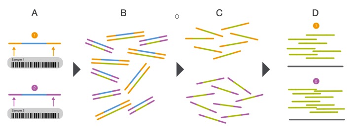 Multiplexing samples diagram